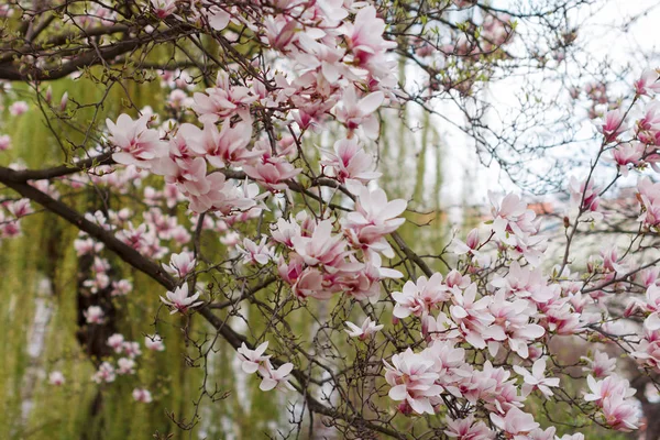 Piękny kwiat Drzewo Magnolia z różowe kwiaty w parku w sezonie wiosennym. — Zdjęcie stockowe