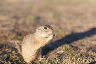 Avrupa yer sincabı sahada duruyor. Doğadan Spermophilus citellus yaban hayatı sahnesi. Çayırda Avrupa souslik yeme