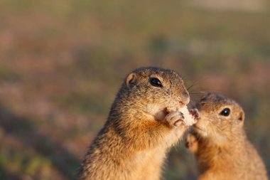 İki Avrupa kara sincapları tarlada duruyor. Doğadan Spermophilus citellus yaban hayatı sahnesi. Çayırda yemek yiyen iki Avrupa sousliks