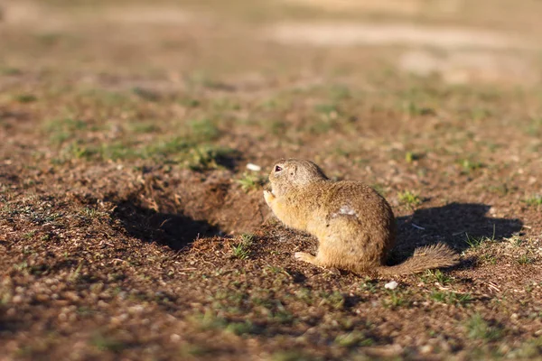 Un écureuil terrestre européen debout sur le terrain. Spermophilus citellus scène animalière de la nature. Souslik européen manger sur prairie — Photo