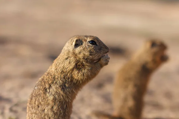 Twee Europese grondeekhoorns staan in het veld. Spermophilus citellus Wildlife scene uit de natuur. Twee Europese sousliks eten op weide — Stockfoto