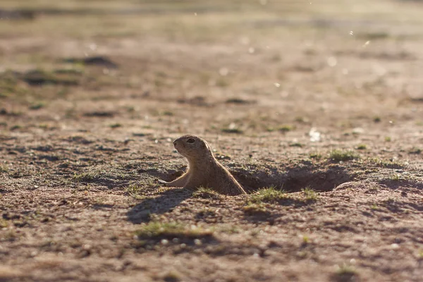 Ardilla terrestre europea de pie en el campo. Escena de vida silvestre Spermophilus citellus de la naturaleza. Souslik europeo en el prado — Foto de Stock