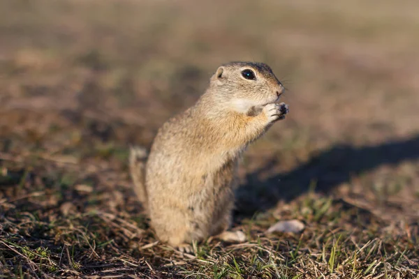 Un écureuil terrestre européen debout sur le terrain. Spermophilus citellus scène animalière de la nature. Souslik européen manger sur prairie — Photo