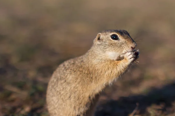 Ardilla terrestre europea de pie en el campo. Escena de vida silvestre Spermophilus citellus de la naturaleza. Souslik europeo comiendo en el prado — Foto de Stock