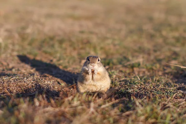 Un écureuil terrestre européen debout sur le terrain. Spermophilus citellus scène animalière de la nature. Souslik européen manger sur prairie — Photo