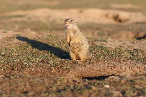 Un écureuil terrestre européen debout sur le terrain. Spermophilus citellus scène animalière de la nature. Souslik européen sur prairie — Photo