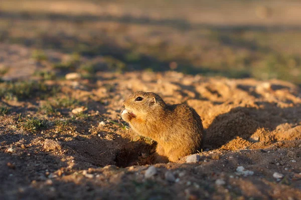 Un écureuil terrestre européen debout sur le terrain. Spermophilus citellus scène animalière de la nature. Souslik européen sur prairie — Photo