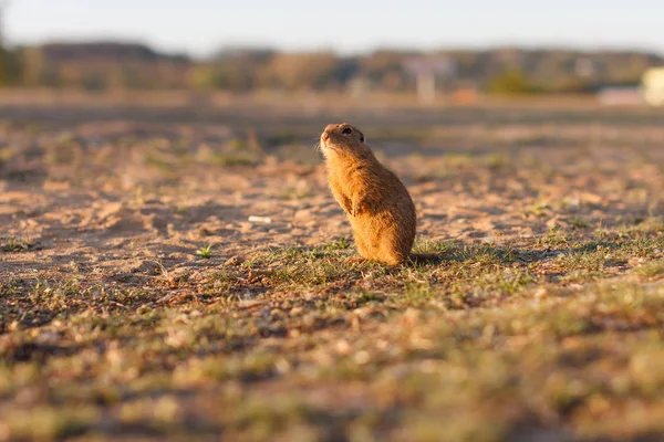 European ground squirrel standing in the field. Spermophilus citellus wildlife scene from nature. European souslik on meadow — Stock Photo, Image