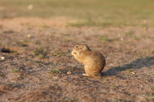 Европейская сухопутная белка стоит в поле. Spermophilus citellus сцены дикой природы от природы. Европейские суслики едят на лугу — стоковое фото