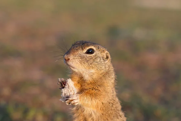Un écureuil terrestre européen debout sur le terrain. Spermophilus citellus scène animalière de la nature. Souslik européen mangeant du pain sur la prairie — Photo