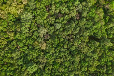 Gökyüzü manzaralı orman, yukarıdan orman manzaralı hava aracı manzaralı.