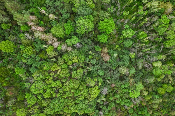Aerial top view forest, Texture of forest view from above, drone view