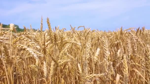 熟した小麦の耳をクローズアップ。黄金のフィールドの熟した耳の背景。自然の質感とぼやけたボケ — ストック動画