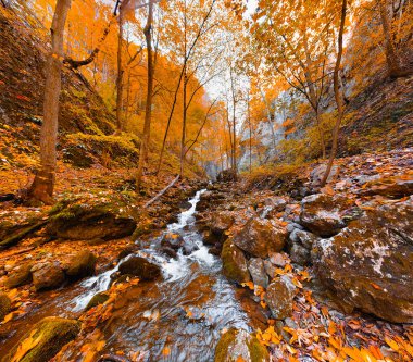 Turuncu sonbahar trenleri arasında akan nehir manzarası. Ormanın sonbahar manzarası. Sonbahar ormanında ağaçların arasında yürüyüş yolu.
