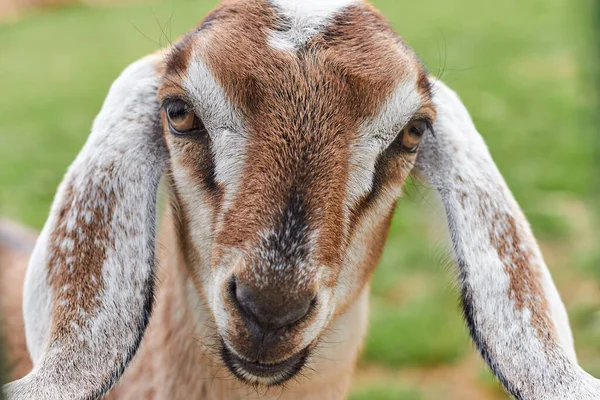 Retrato de uma cabra jovem marrom com orelhas longas . — Fotografia de Stock