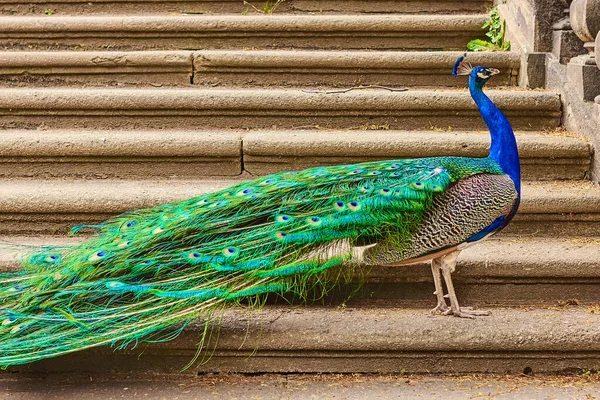 Peacock with a long green tail is standing on the stairs in profile — Stock Photo, Image