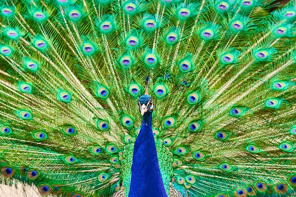 A male peacock with a long green tail feathers in the garden. — Stock Photo, Image