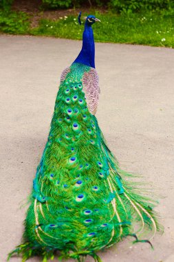 Bahçede uzun yeşil kuyruklu bir erkek tavus kuşu