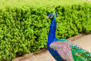 Yeşil çalı arka planında kuş tüyü gibi tüyleri olan parlak mavi bir tavus kuşu kafası ve boynu..