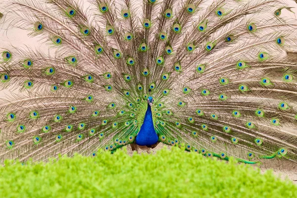 Een Mannelijke Pauw Met Een Lange Groene Staartveren Tuin — Stockfoto