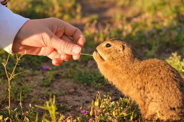 Szekrény nő kézzel etet egy földi mókust. Vicces hörcsög a mezőn naplementekor. — Stock Fotó