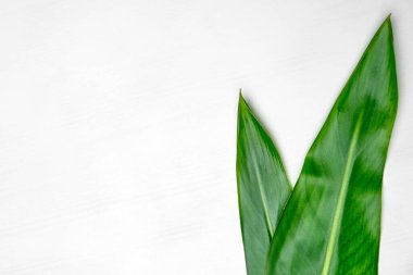 Pembe arkaplanda izole edilmiş yeşil yapraklar kopyalama alanı ile.