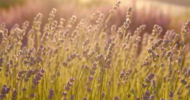 Çiçekli mor lavanta, gün batımında rüzgarda hareket eden lavandula. Çiftlikteki menekşe çiçeği tarlası