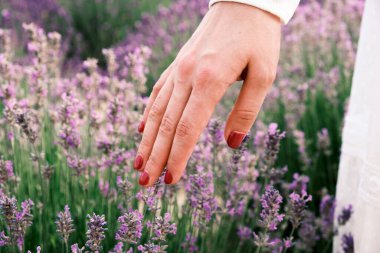 Yakından bir kadın, lavanta çiçeklerinin arasında elini gezdirir. Mor lavanta çiçeklerine dokunan genç bir kadın 
