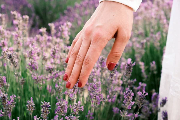 Closeup womans hand strolling through lavender flowers. Young woman touching purple lavender flowers — Stock Photo, Image