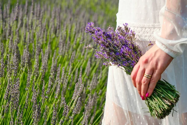 Female in a white dress hand holding a bouquet of lavender on the background of lavender field with copy space. — Stock Photo, Image