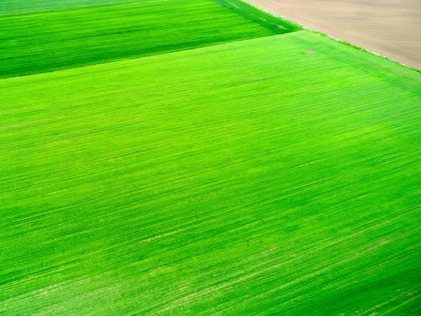 Widok z lotu ptaka na pole z jasnozieloną trawą. Naturalna tekstura. — Zdjęcie stockowe