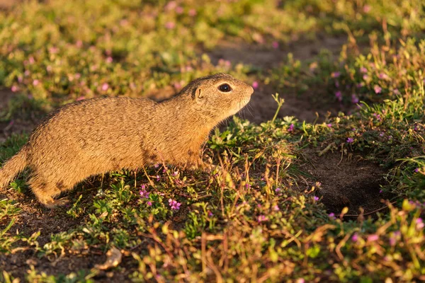 Un écureuil terrestre européen debout sur le terrain. Scène animalière de la nature. — Photo
