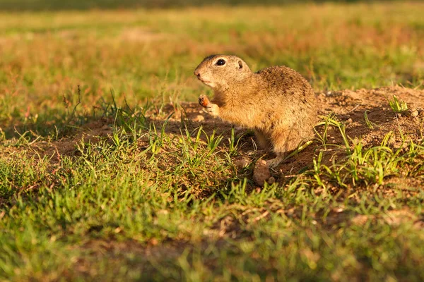 European ground squirrel standing in the field. Wildlife scene from nature. — Stock Photo, Image