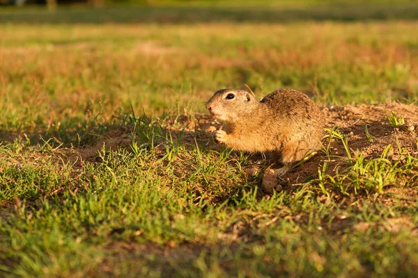 Un écureuil terrestre européen debout sur le terrain. Scène animalière de la nature. — Photo