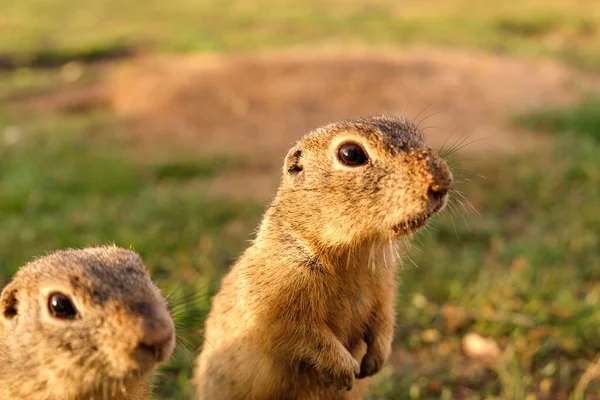 Esquilo terrestre europeu em pé no campo. Cena de vida selvagem da natureza . — Fotografia de Stock