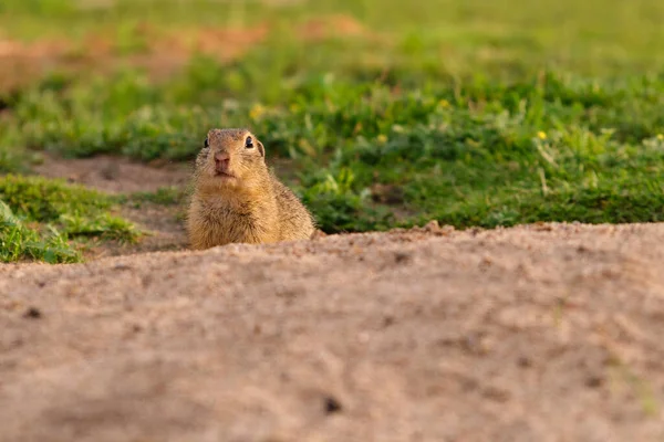 Un écureuil terrestre européen debout sur le terrain. Scène animalière de la nature. — Photo