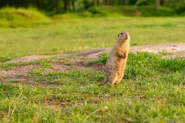 Esquilo terrestre europeu em pé no campo. Cena de vida selvagem da natureza . — Fotografia de Stock
