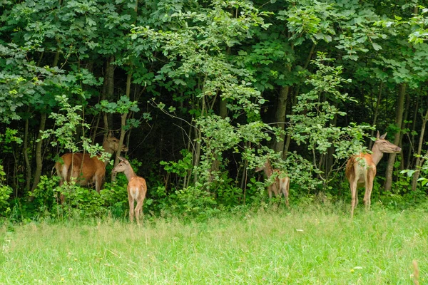 Rodina jelenů pasoucích se na louce se zelenou trávou. Jíst jeleny v lese. Koncept volně žijících živočichů — Stock fotografie