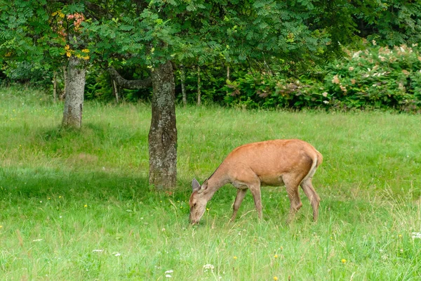 Family of deer grazing in a meadow with green grass. Deer eating in the forest. Wildlife concept — Stock Photo, Image