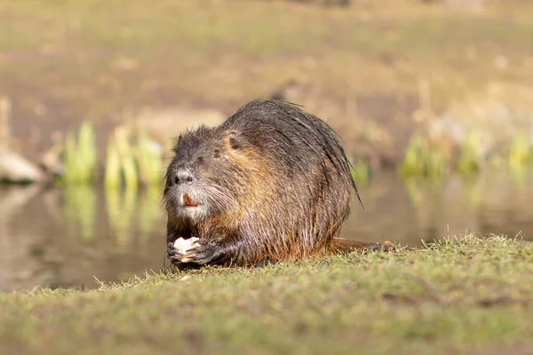 Nutria, Myocastor coypus vagy folyami patkány a folyó közelében — Stock Fotó