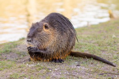 Nutria, Myocastor coypus ya da nehir faresi nehir kıyısındaki vahşi yaşam.