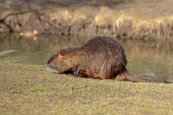 Nutria, Myocastor coypus или речная крыса дикая у реки — стоковое фото