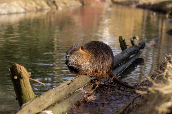 Nutria, Myocastor coypus of rivierrat het wild bij de rivier — Stockfoto