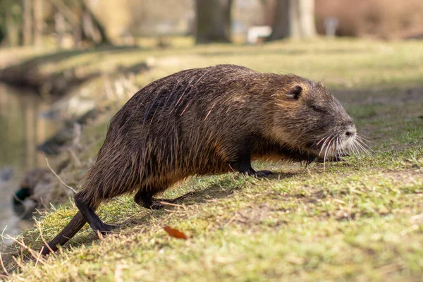 Nutria, Myocastor coypus of rivierrat het wild bij de rivier — Stockfoto