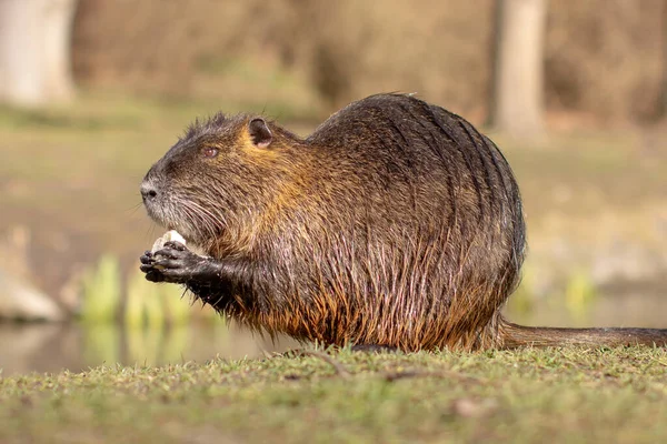 Nutria, Myocastor coypus o rata de río la naturaleza cerca del río — Foto de Stock