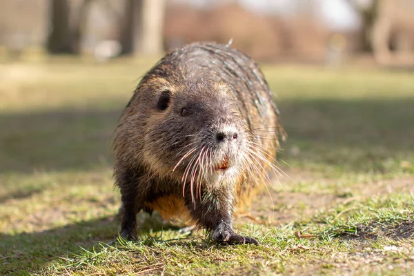 Nutria, Myocastor coypus of rivierrat het wild bij de rivier — Stockfoto