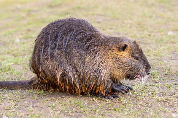 Nutria, Myocastor coypus of rivierrat het wild bij de rivier — Stockfoto