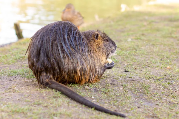 Nutria, Myocastor coypus или речная крыса дикая у реки — стоковое фото