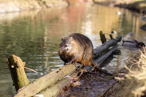 Nutria, Myocastor coypus of rivierrat het wild bij de rivier — Stockfoto