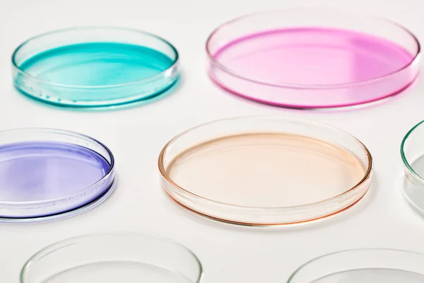 Piatto di Petri con liquido colorato o supporto per colonie batteriche in analisi biomedica. Innesto di batteri nelle capsule di Petri — Foto Stock